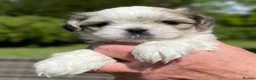 Mixed Breed dogs for sale: Beautiful shichis absolutely stunning  - Advert 11