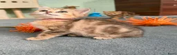 British Shorthair cats for sale: 4 Gorgeous British Shorthair TICA kittens - Advert 8