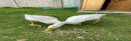 Ducks poultry for sale: Two beautiful white ducks - Advert 2