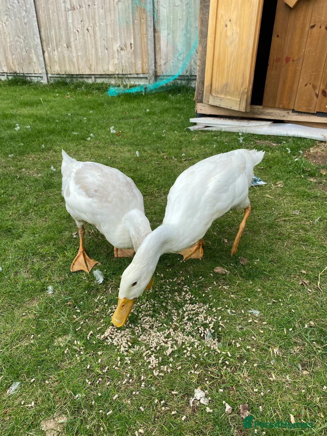 Ducks poultry for sale: Two beautiful white ducks - Advert 2