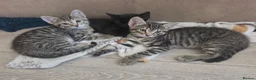 Mixed Breed cats for sale: 3 beautiful 1/4 siamese kittens ready now x - Advert 1