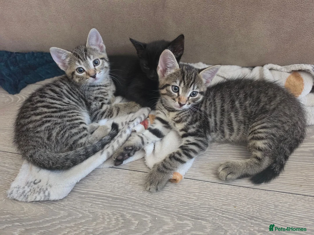 Mixed Breed cats for sale: 3 beautiful 1/4 siamese kittens ready now x - Advert 1