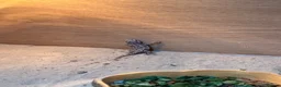 Dragon reptiles for sale: Baby Rankin dragons for sale - Advert 3