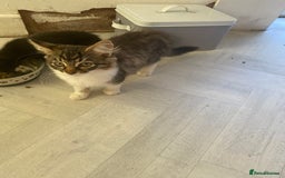 Siamese cats for sale: Chelsea ❤️kitten  in Loughborough - Image 2