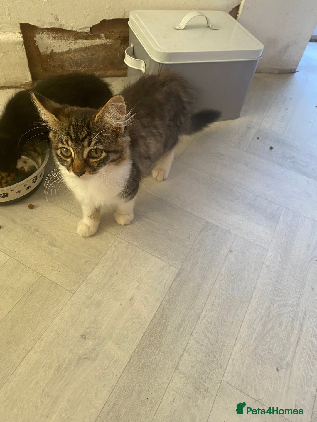Siamese cats for sale: Chelsea ❤️kitten  in Loughborough - Image 2