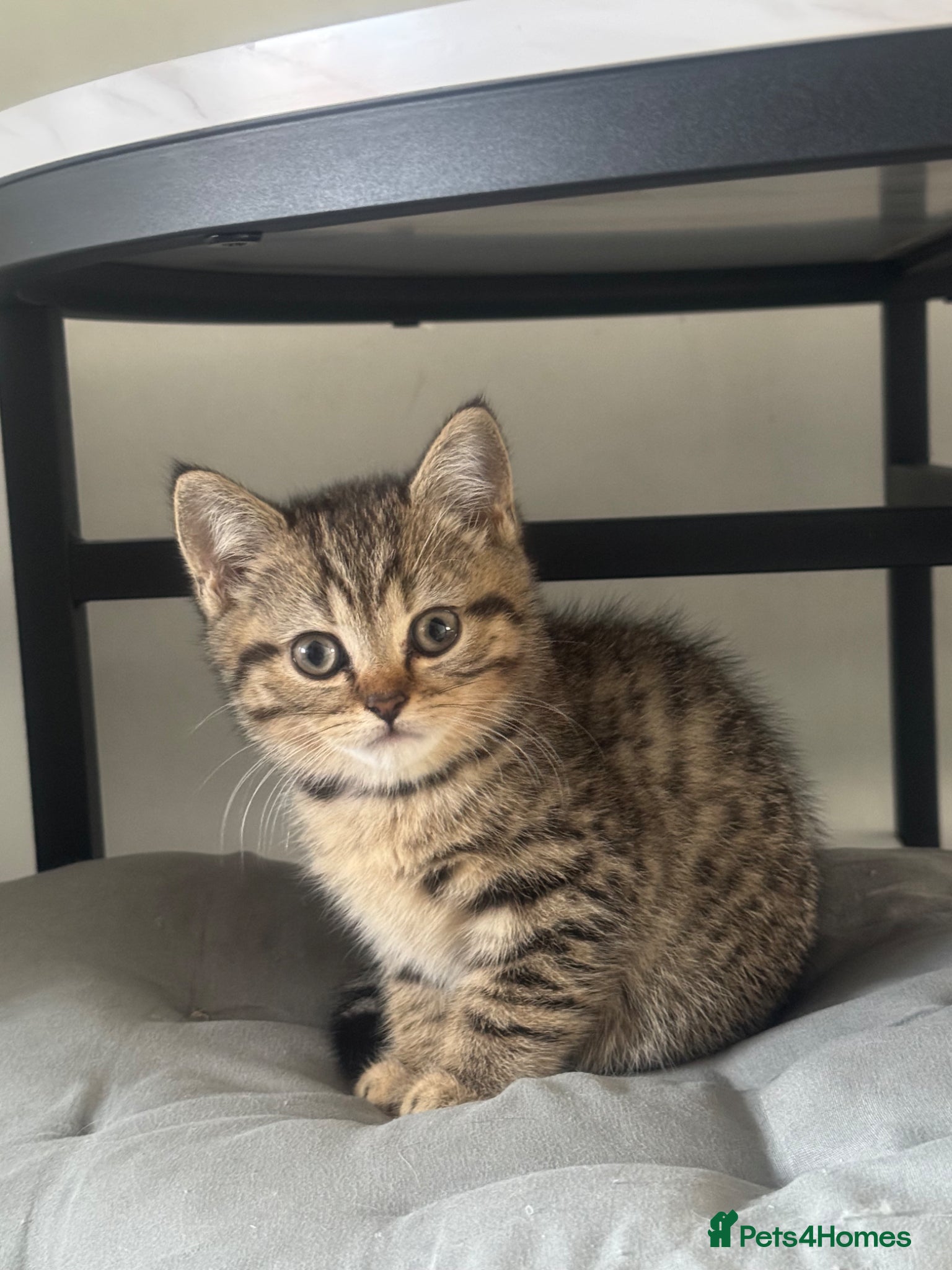 British Shorthair cats for sale: 1 male , 1 female  - Advert 7