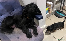 Cocker Spaniel dogs for sale: Cocker Spaniel Puppy - Male - Black/Tan Colour - Image 7