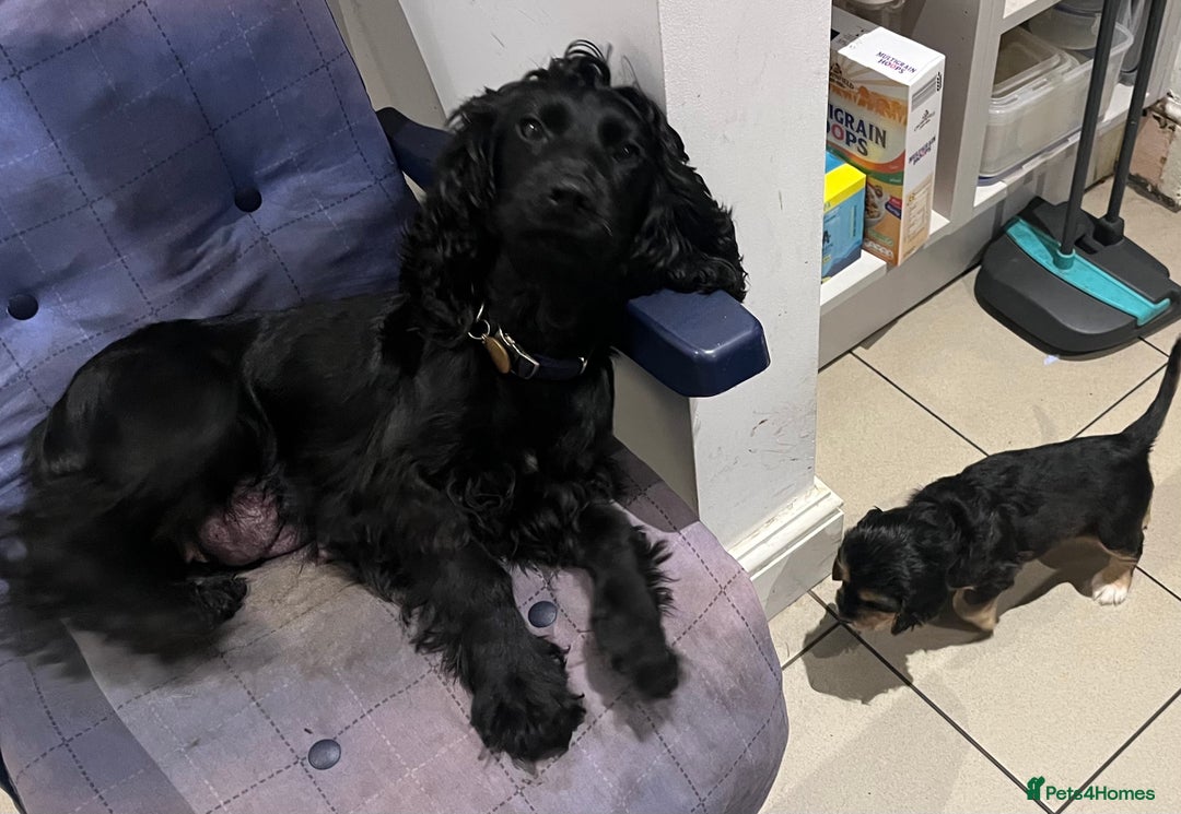 Cocker Spaniel dogs for sale: Cocker Spaniel Puppy - Male - Black/Tan Colour - Image 7