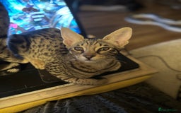 Savannah cats for sale: Savannah F4 girl kittens - Image 15