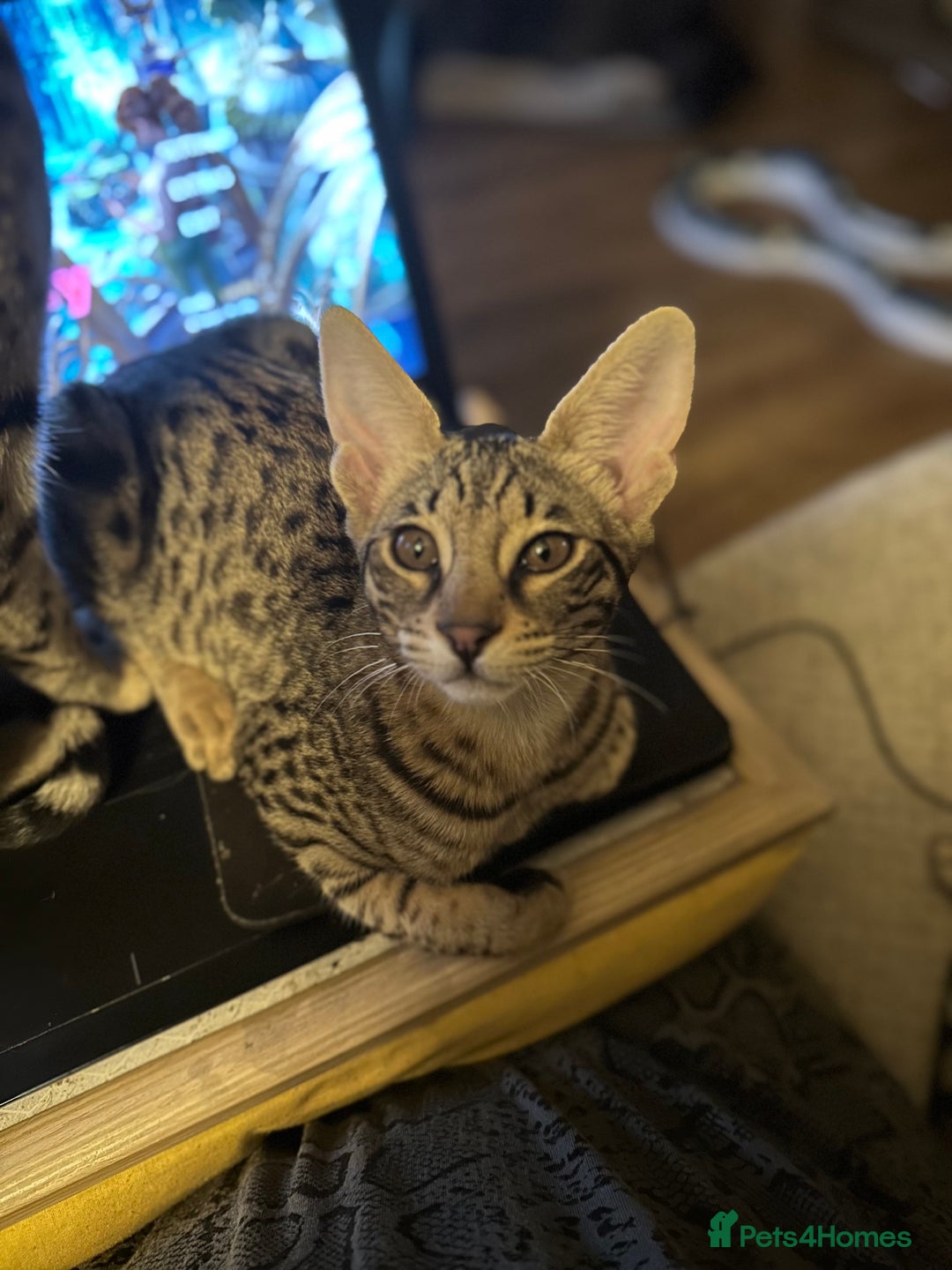 Savannah cats for sale: Savannah F4 girl kittens - Image 15