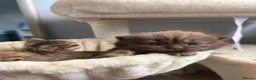 Scottish Fold cats for sale: Exceptional litter of Scottish fold/ straight😍😍 - Advert 4