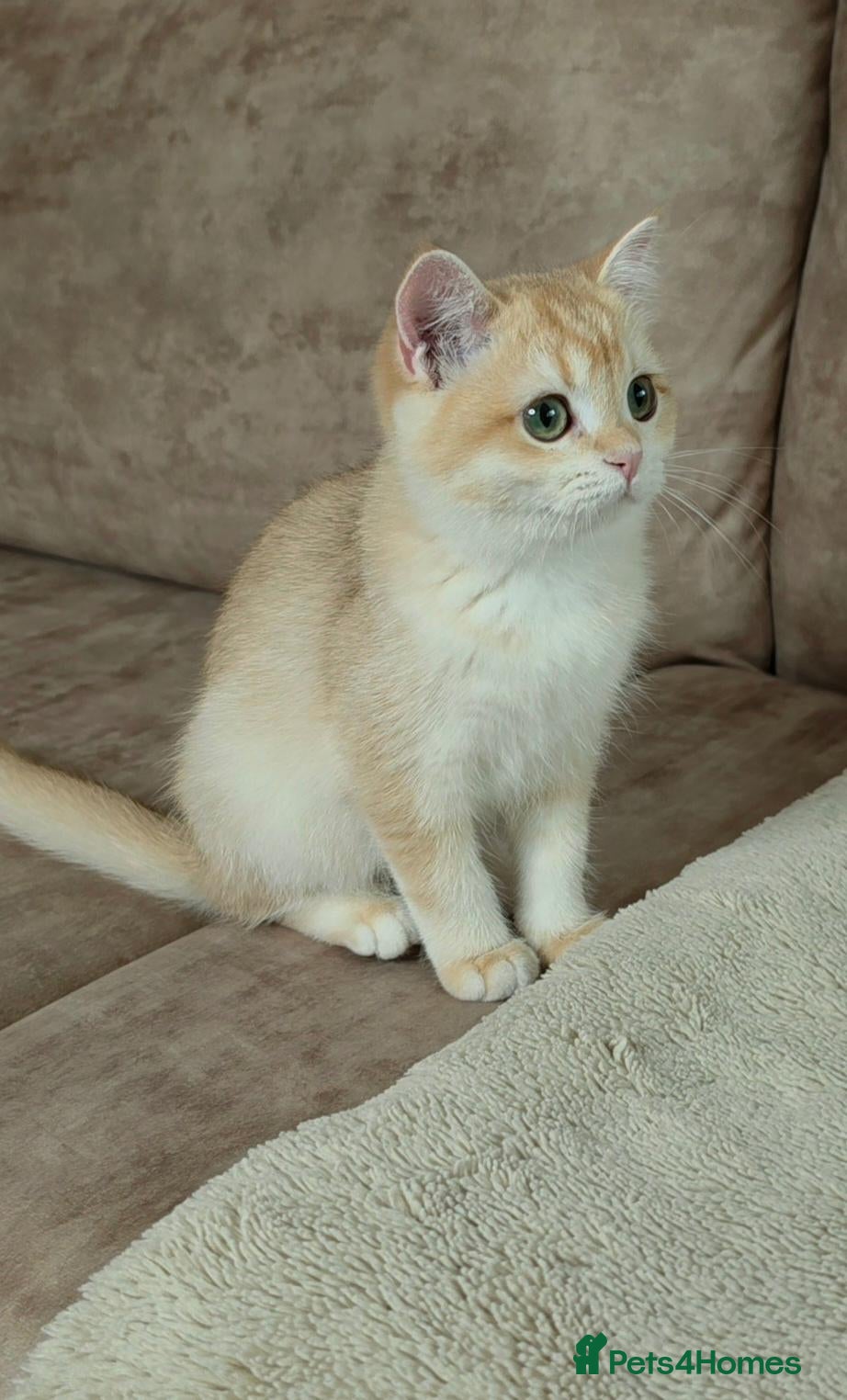 British Shorthair cats GCCF Chocolate Golden Girl | LAST ONE | Ready NOW - Advert 2