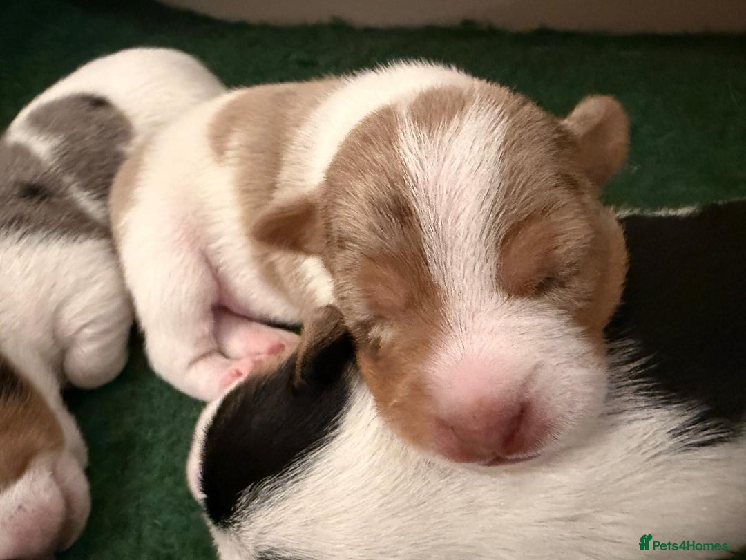 Jack Russell dogs for sale: Beautiful Jack Russell Puppy – Last One Left  - Advert 3