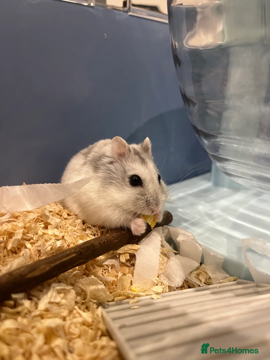 Hamster rodents for sale: COOKIE THE DWARF HAMSTER - Advert 4