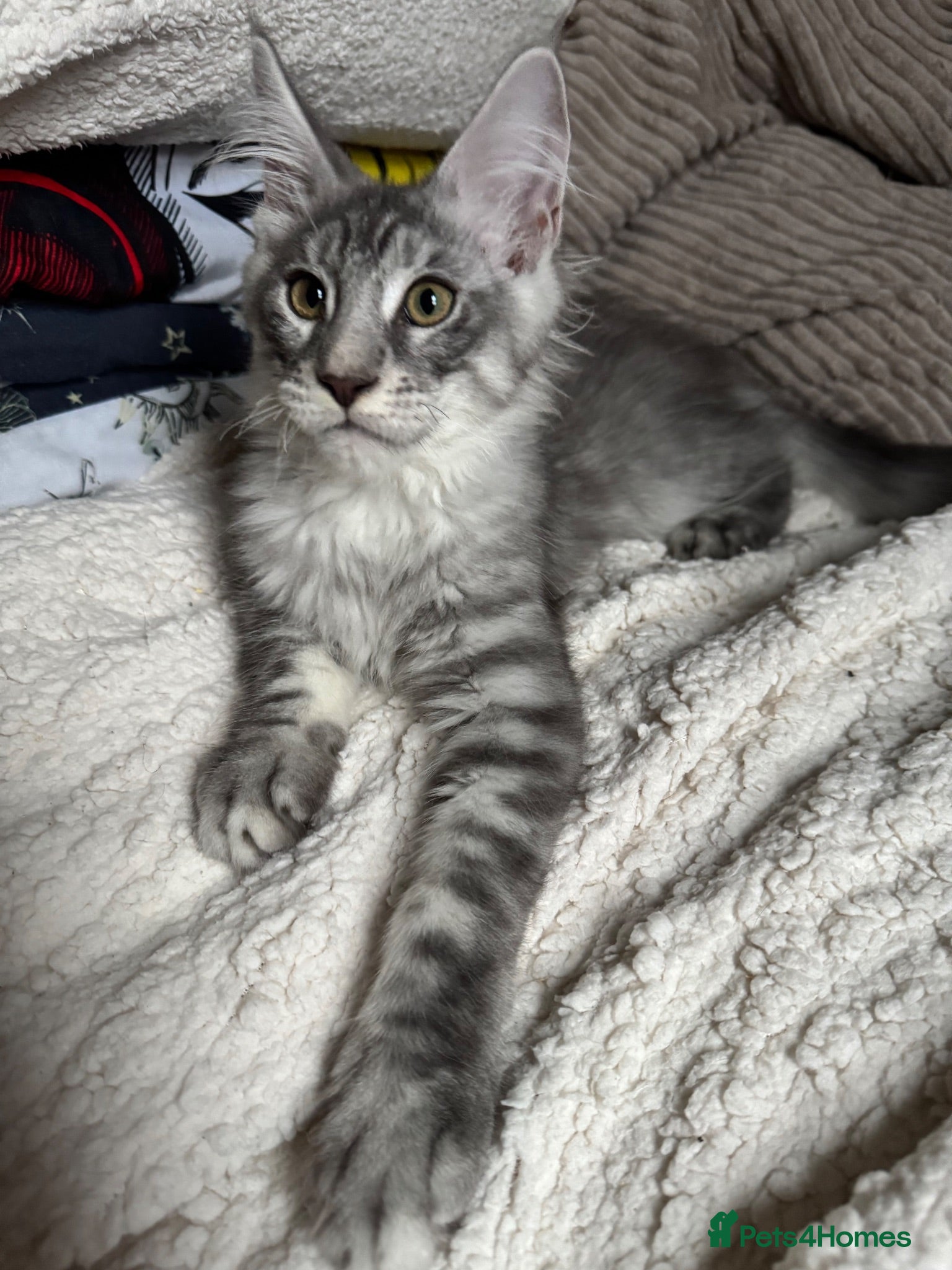 Maine Coon cats 4x maine coons for sale - Advert 1