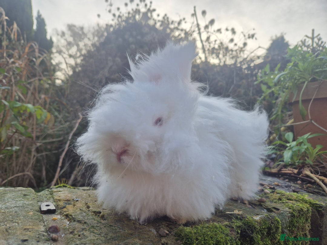 Angora rabbits for sale: 💗 READY NOW FULL FACED WHITE GIRL 💗  - Advert 2