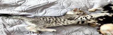 Bengal Kitten 1