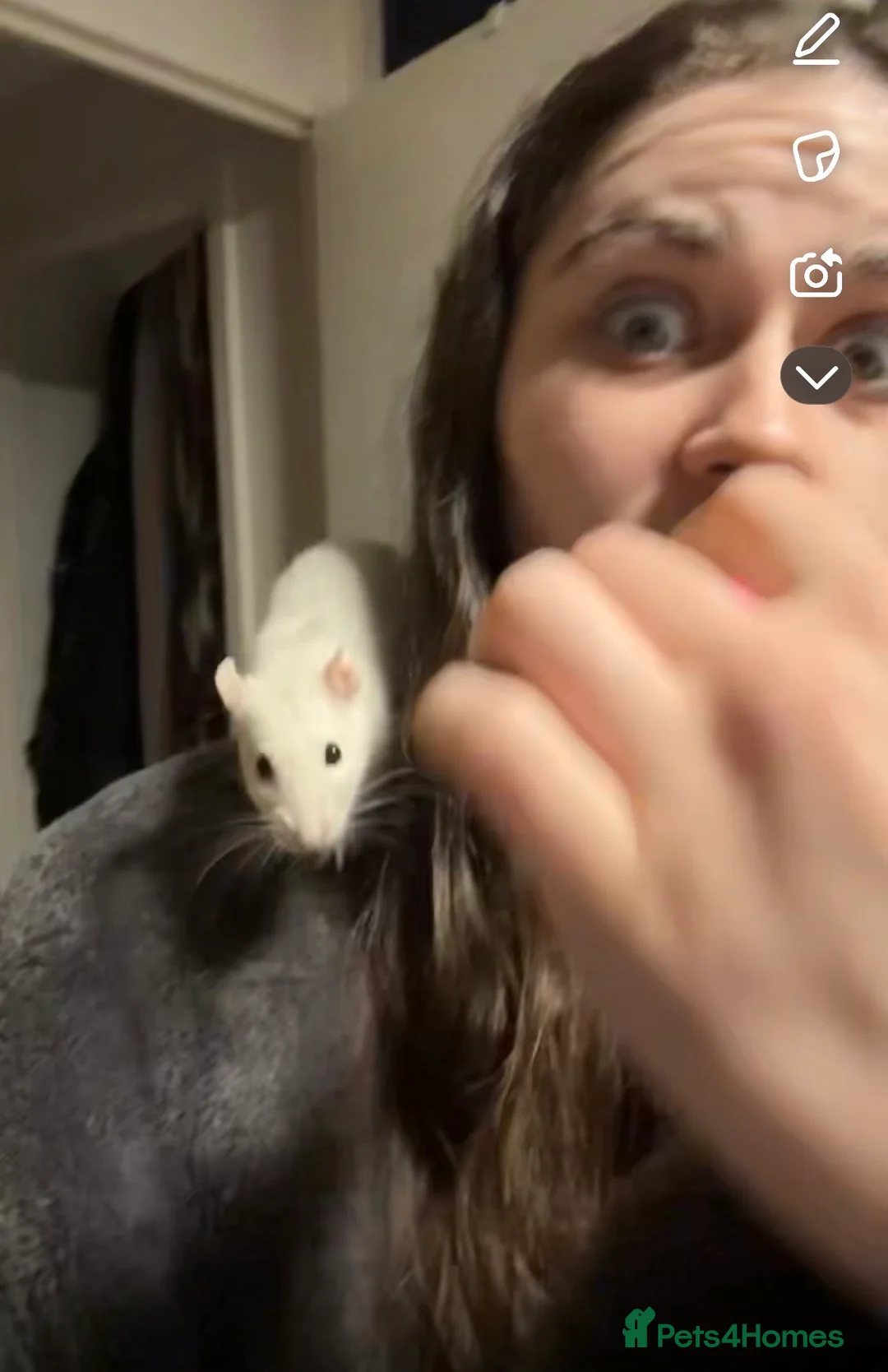 Rat rodents for sale: Solo girl needing home asap in Deal - Advert 2