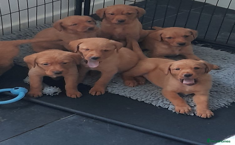 Golden Retriever dogs - Advert 1