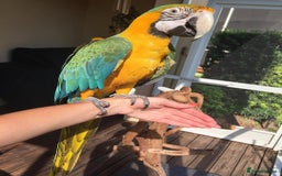 Mixed Breed birds for sale: Available Birds and Parrots - Image 4