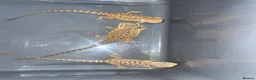 Bearded Dragon reptiles for sale: Bearded dragons  - Advert 6