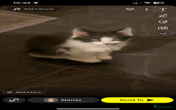 Mixed Breed cats for sale: 2 mixed breed cats/kitten for sale - Image 2