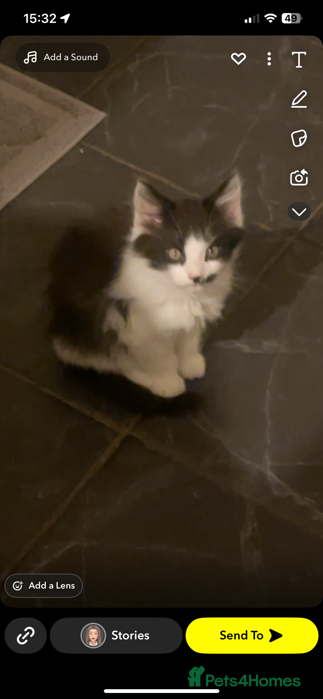 Mixed Breed cats for sale: 2 mixed breed cats/kitten for sale - Image 2