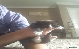 Mixed Breed cats for sale: 3 beautiful kittens  in Wakefield - Image 15