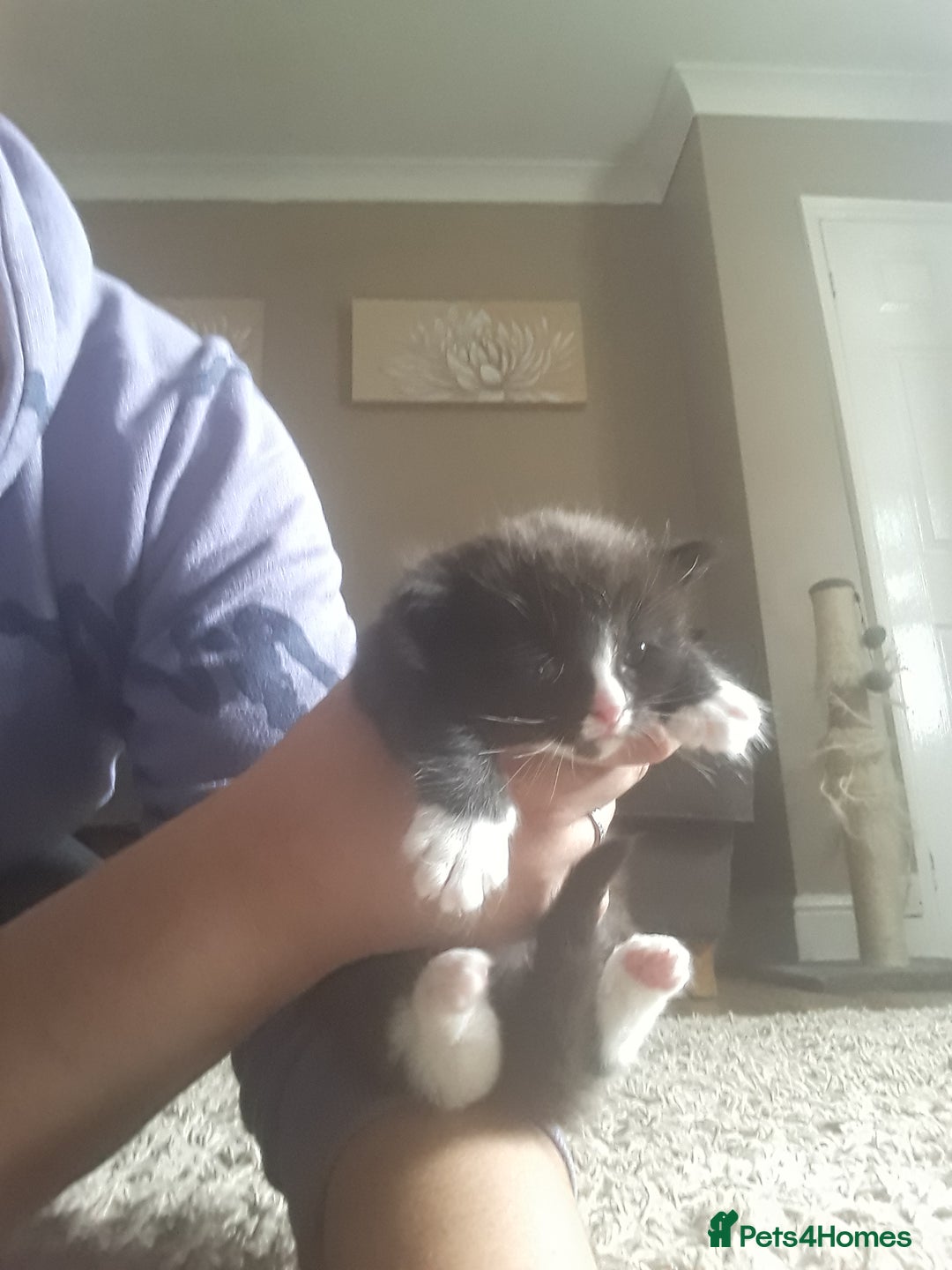 Mixed Breed cats for sale: 3 beautiful kittens  in Wakefield - Image 15