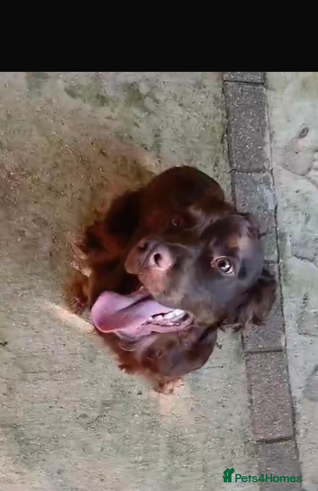 Cocker Spaniel dogs 2 year old boy cocker spaniel  - Advert 9