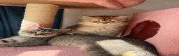 British Longhair cats for sale: Beautiful British Shorthair Tabby Kitten - Advert 9