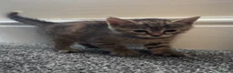 Domestic Shorthair cats for sale: Domestic Shorthairs - Tabbies and Ginger babies  - Advert 13