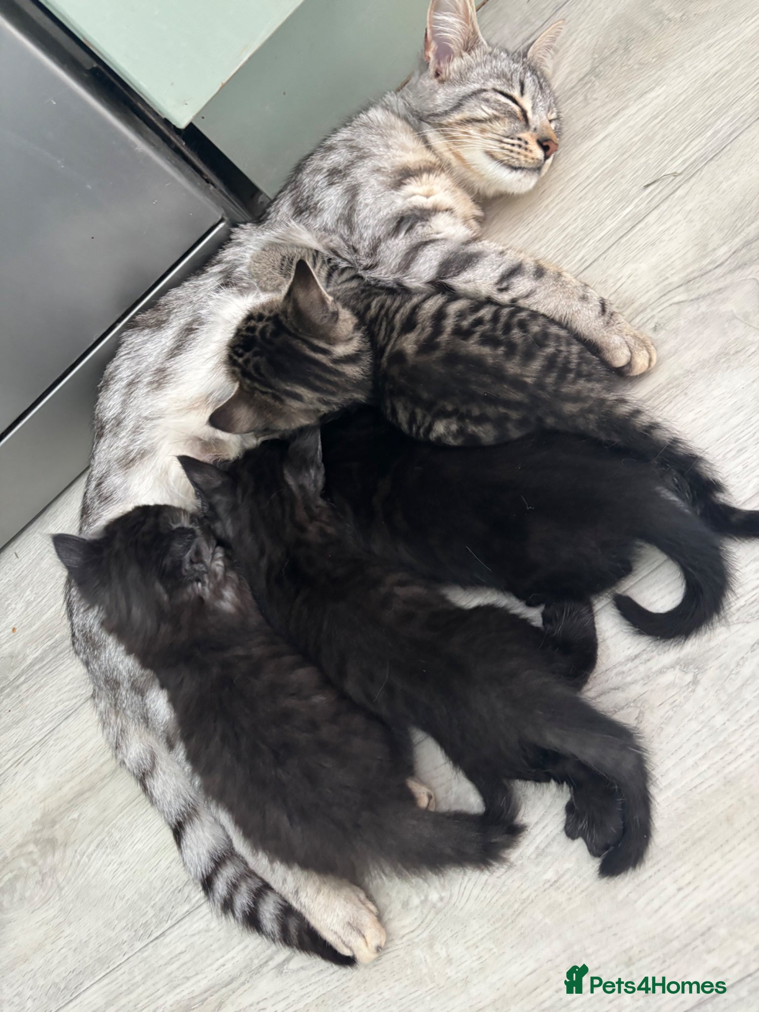 Bengal cats Bengal cross kittens  - Advert 2