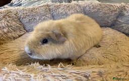 Guinea Pig rodents for sale: Cream Teddy Boar Guinea Pig - Image 3