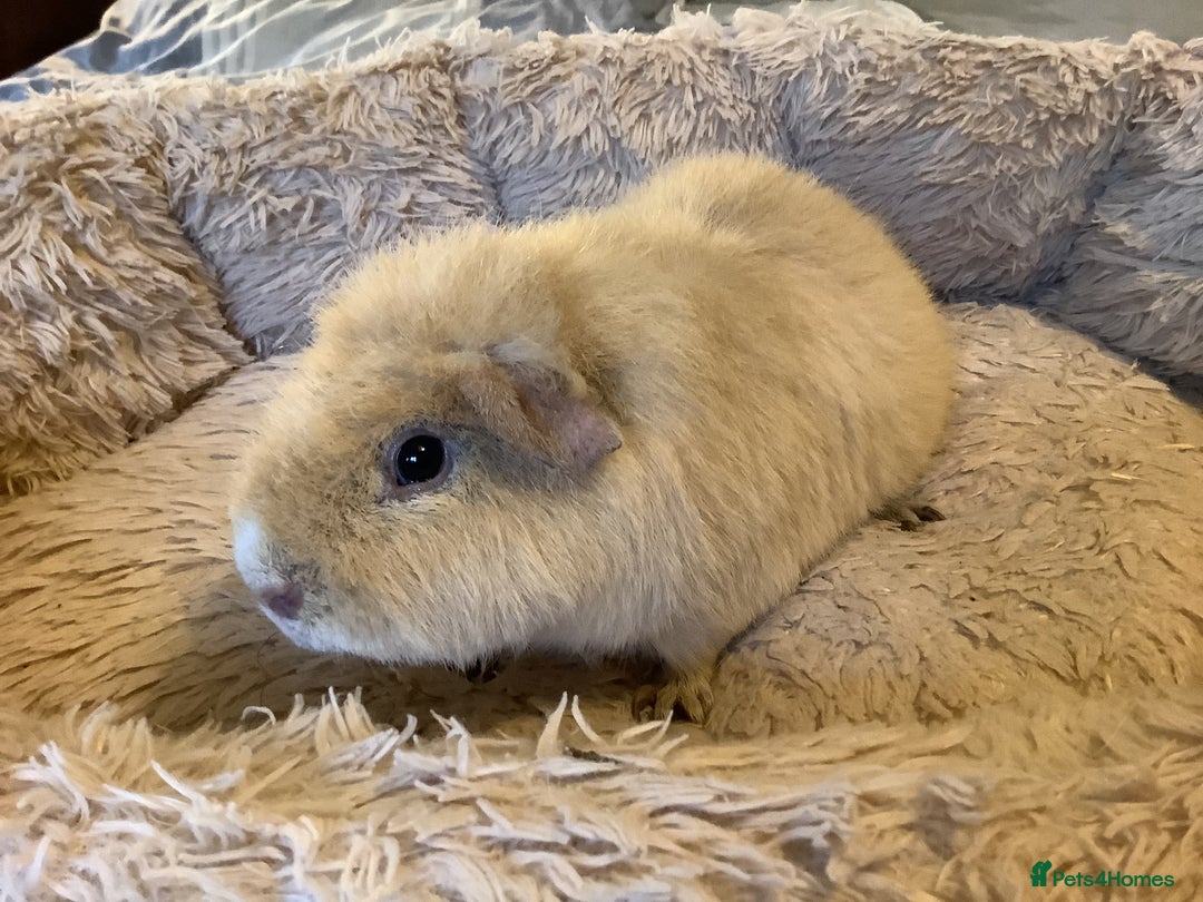 Guinea Pig rodents for sale: Cream Teddy Boar Guinea Pig - Image 3