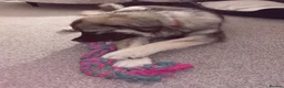 Caucasian Shepherd Dog dogs for sale: Gorgeous Caucasian Shepherd  in Bridgend - Advert 2