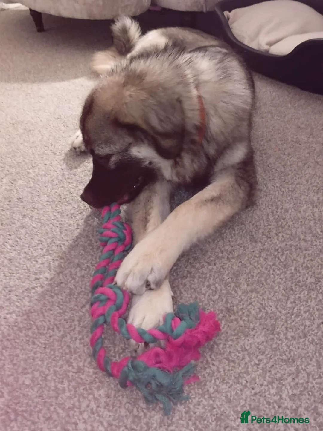 Caucasian Shepherd Dog dogs for sale: Gorgeous Caucasian Shepherd  in Bridgend - Advert 2