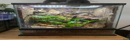 Gecko reptiles for sale: Make Gargolye Gecko and Bioactive Set Up in Wrexham - Advert 6