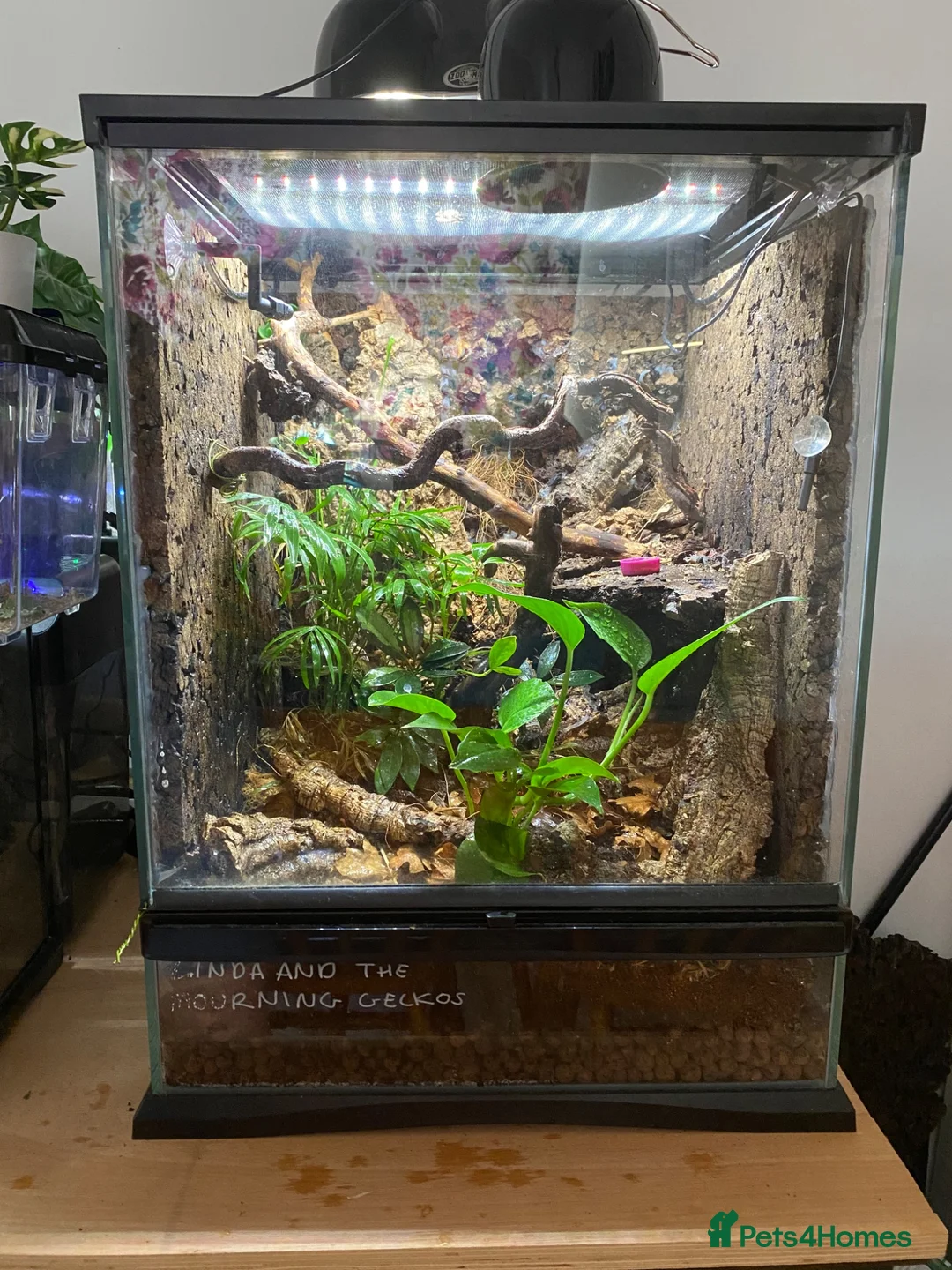 Gecko reptiles for sale: Make Gargolye Gecko and Bioactive Set Up in Wrexham - Advert 6