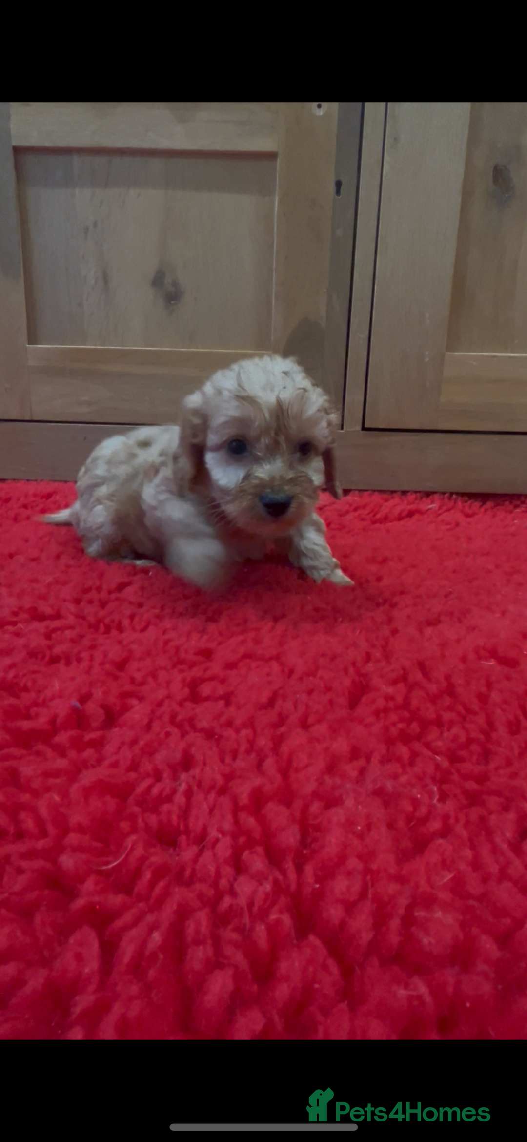 Cockapoo dogs for sale: Beautiful hereditary healthy male pups - Advert 6