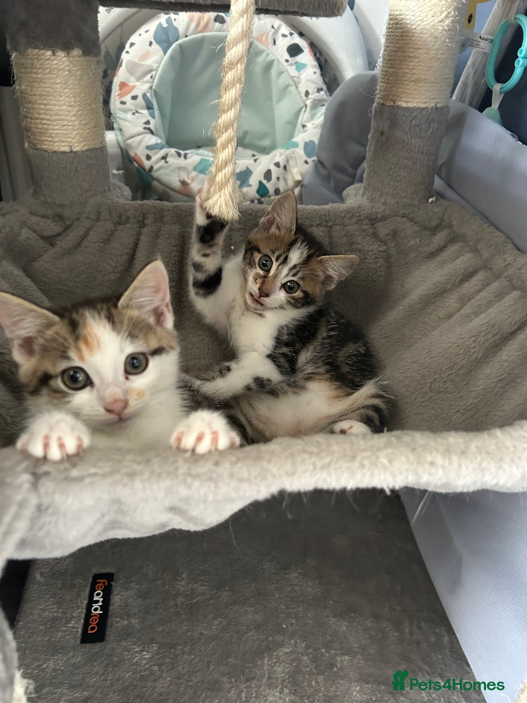 Mixed Breed cats for sale: FREE 2 female kittens  - Image 1