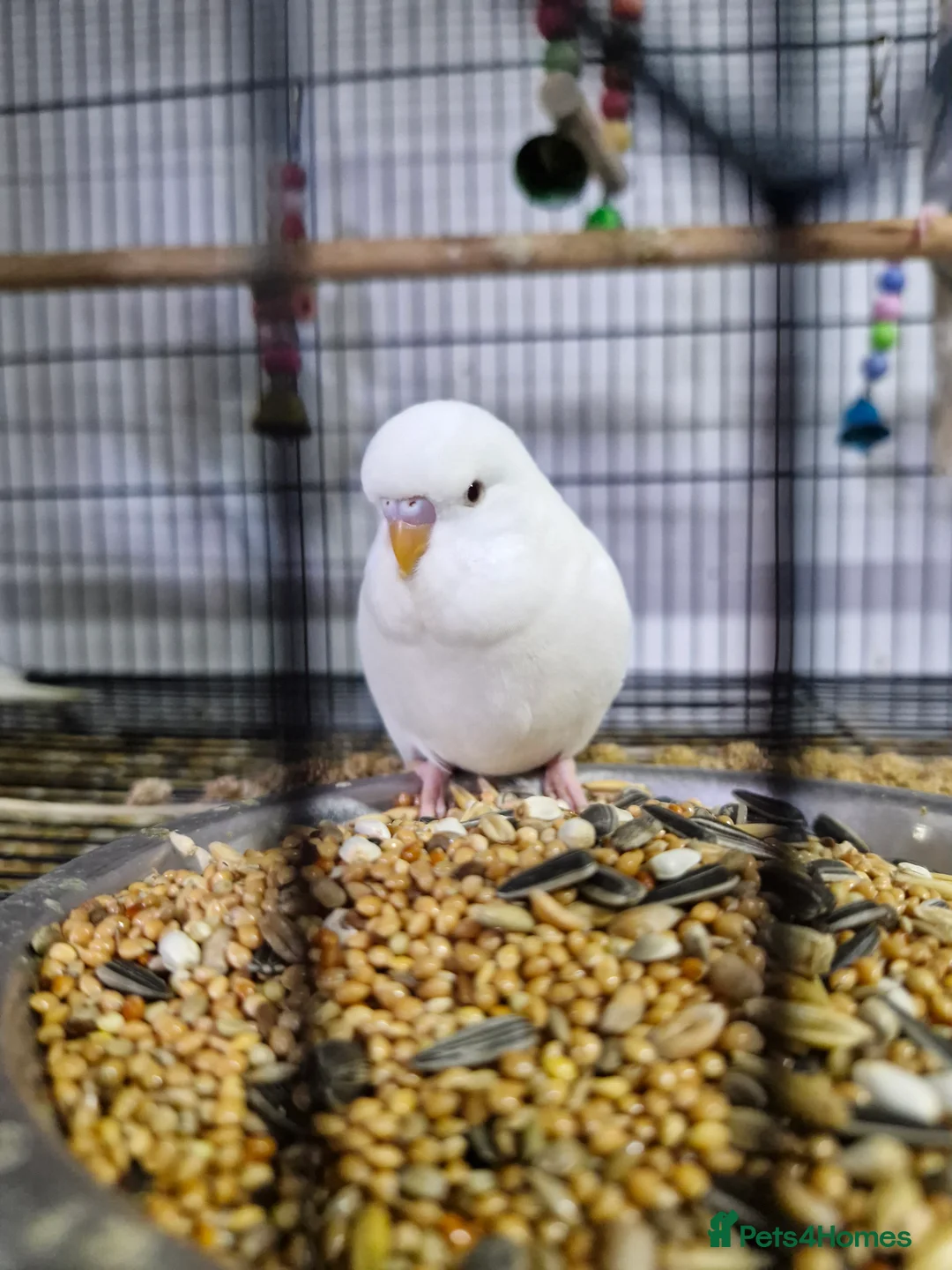 Gallery Image {{count}}