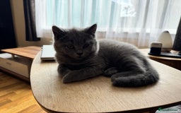 British Shorthair cats for sale: lovely BSH kittens for sale - 2 girls left in Livingston - Image 10
