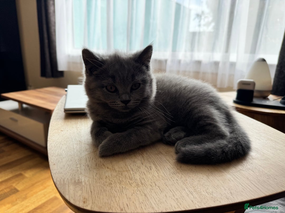 British Shorthair cats for sale: lovely BSH kittens for sale - 2 girls left in Livingston - Image 10