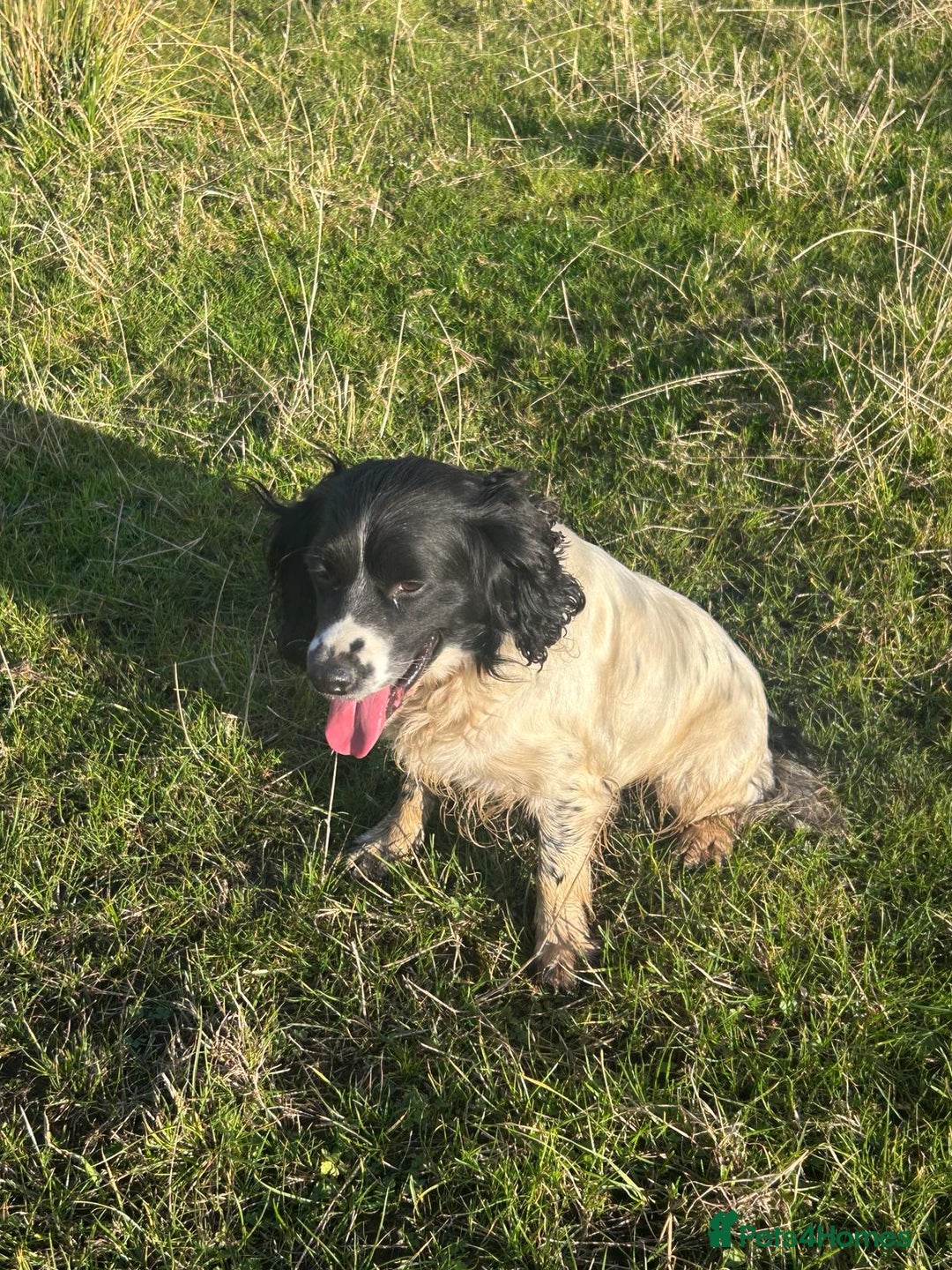 English Springer Spaniel dogs for sale: Gorgeous working English Springer Spaniel Puppies - Image 2