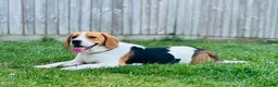 Beagle dogs for sale: Beagle For sale - Advert 3