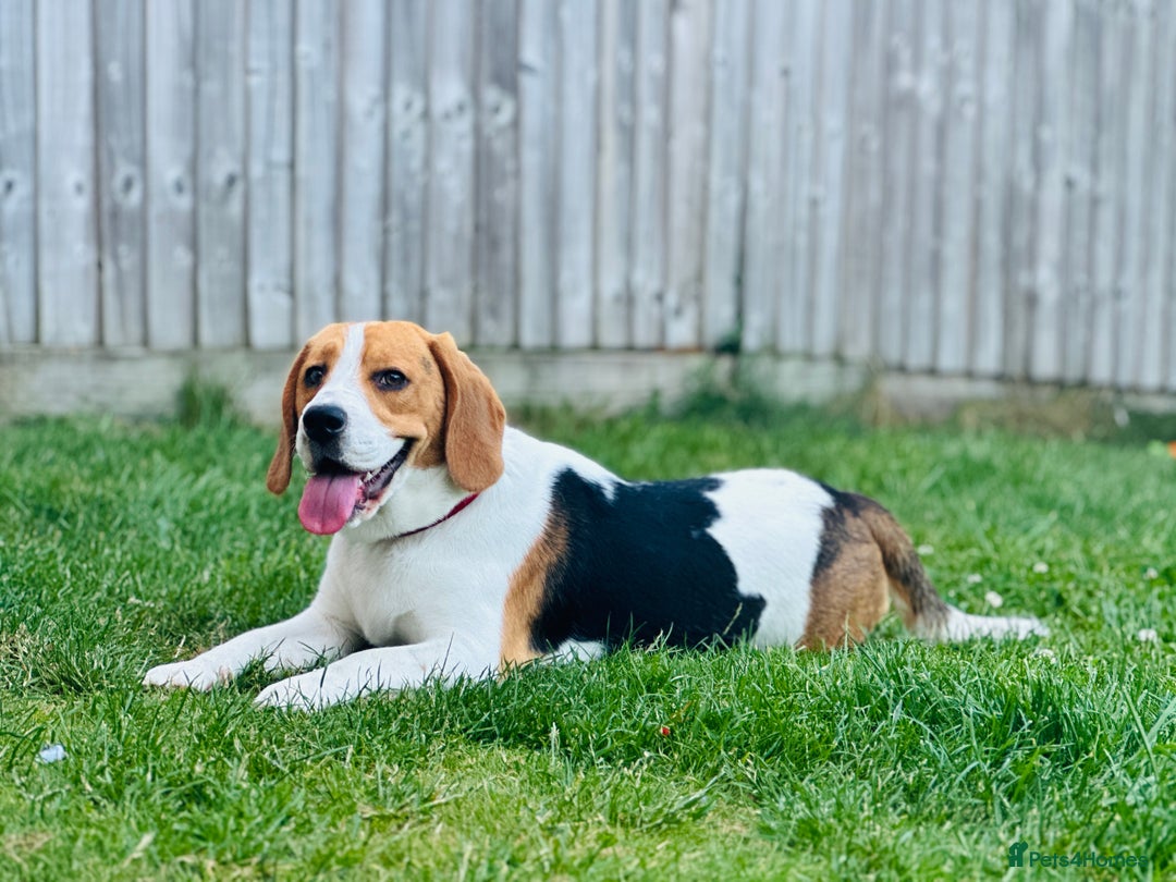 Beagle dogs for sale: Beagle For sale - Advert 3