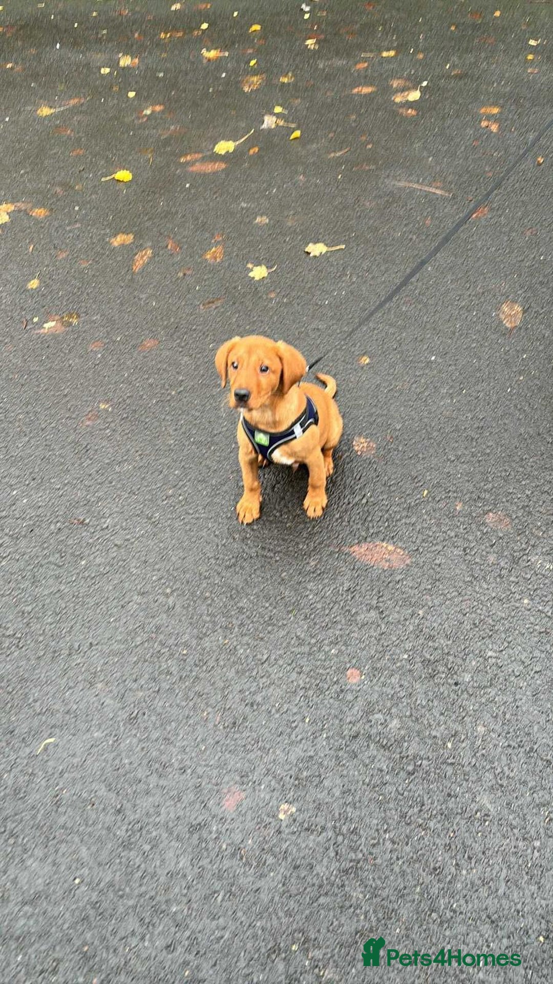 Labrador Retriever dogs for sale: Red fox lab - Advert 1