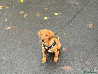 Labrador Retriever dogs Red fox lab - Advert 2