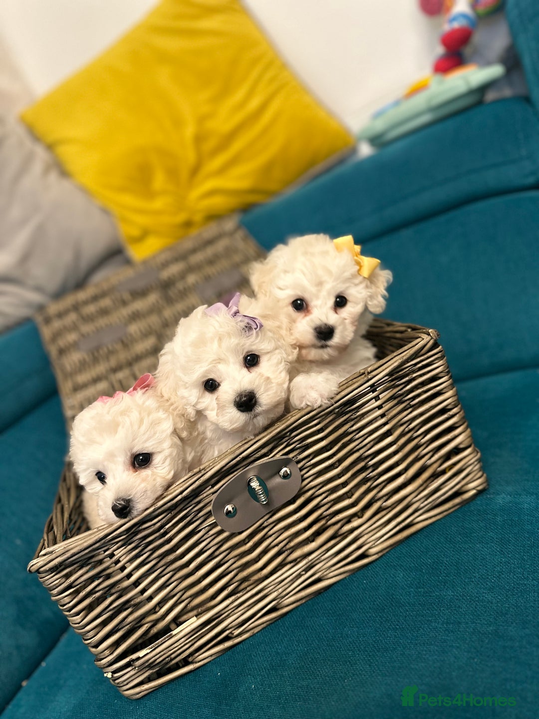 Bichon Frise dogs for sale: ✨ Bichon Frisé Puppies from Champion Bloodlines ✨ - Advert 8